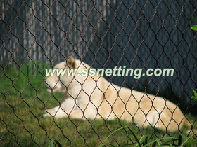 lion enclosure (4).jpg