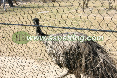 bird cages mesh (6).jpg